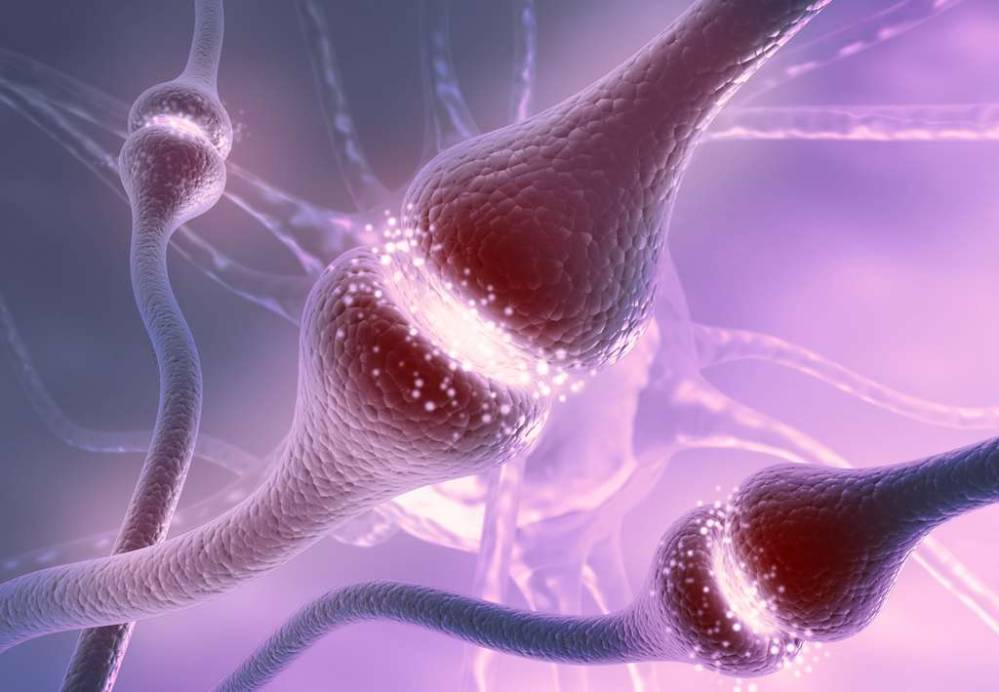 Comment s’effectue le tri des synapses lors du développement cérébral ?